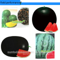 Suntoday resiant to heat cold green heirloom improve fruit to plant seed image vegetable hybrid F1 water melon seeds sudan